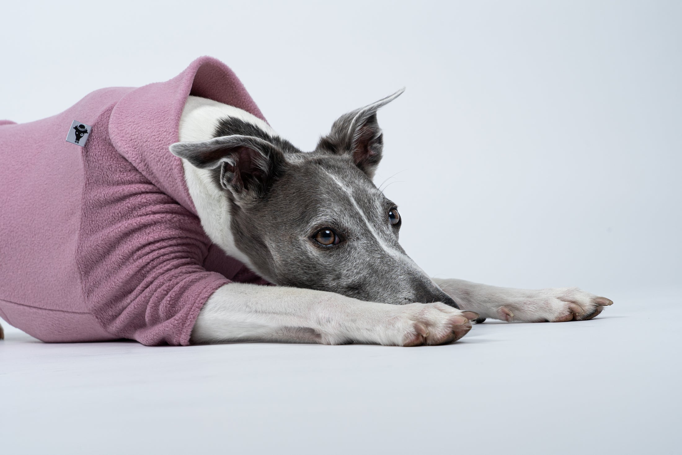Zartes Rosa trifft auf Funktion – liegender Whippet im Pullover aus weichem Fleece