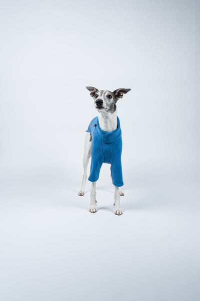 Whippet präsentiert Windhund-Pullover in Sky Blue vor weißem Hintergrund – stilvoll und atmungsaktiv