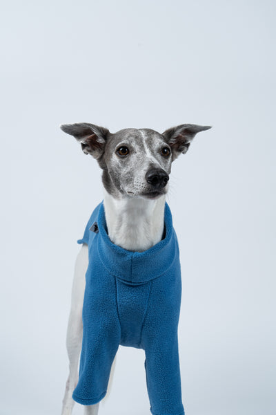 Hellblauer Fleecepullover für Windhunde – Whippet zeigt perfekten Sitz und zeitlosen Look