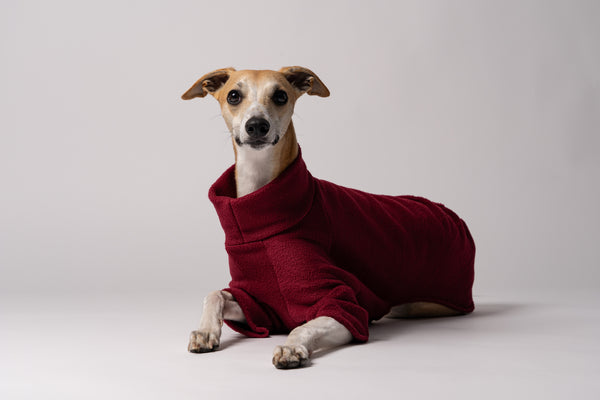 Nahaufnahme: Whippet trägt Pullover in Bordeaux – weiches Fleece, perfekt verarbeitet für schmale Körperformen