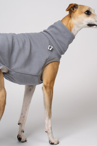 Nahaufnahme: Whippet im Light Grey Long Shirt – angenehmer Tragekomfort für Windhunde
