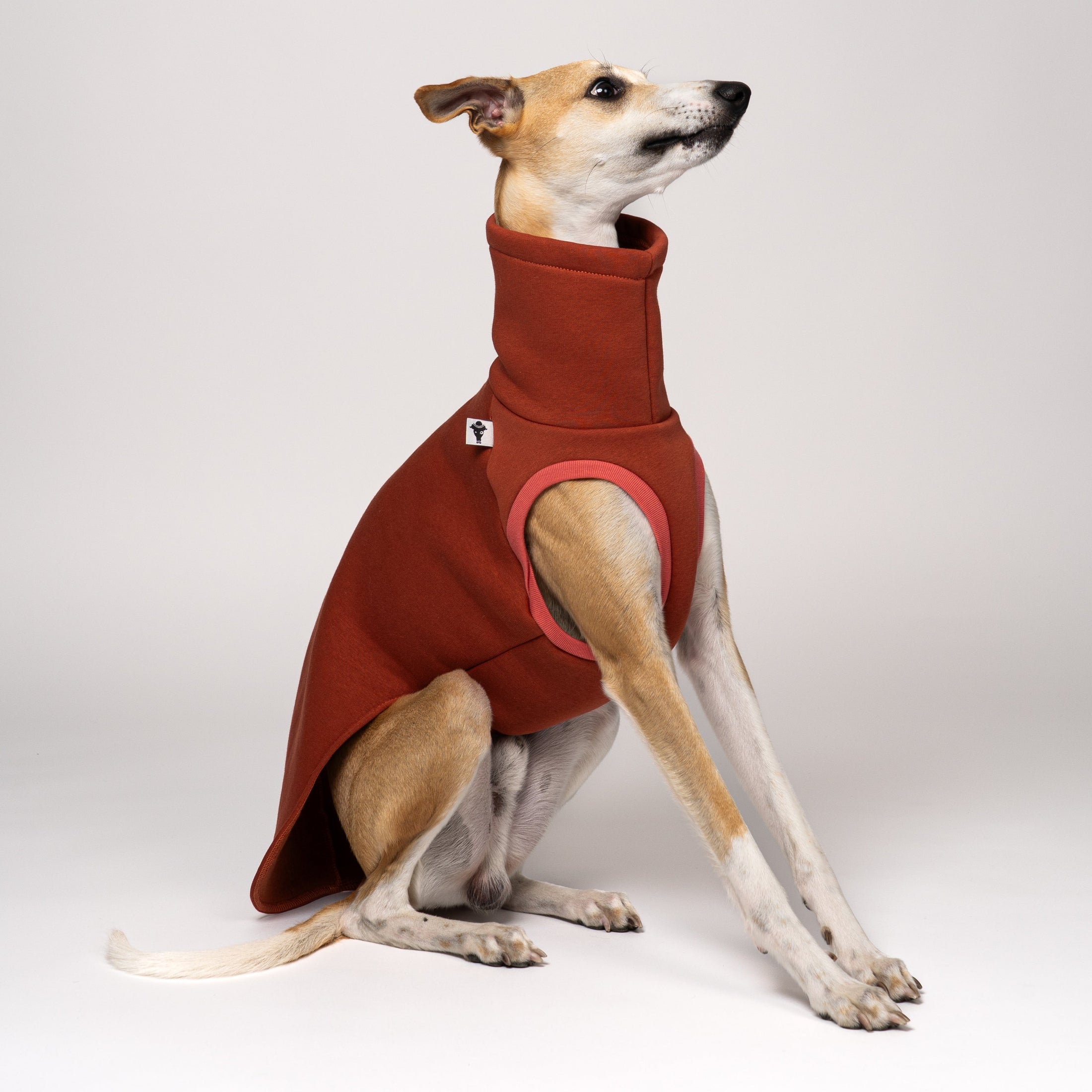 Whippet Rüde im Sweat-Shirt in Terracotta – warme Farbe, ideal für Herbst und Winter