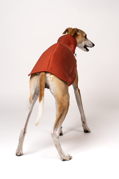 Terracotta Long Shirt auf weißem Hintergrund – perfekter Sitz am jungen Whippet