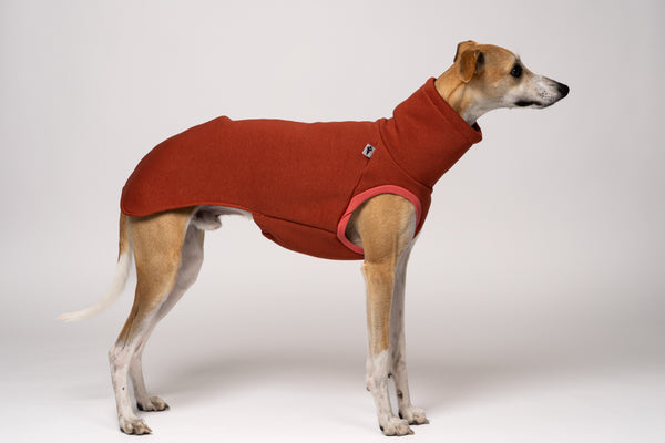 Stylisch & gemütlich: Whippet trägt Long Shirt in Terracotta