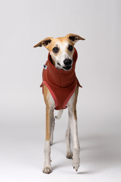 Windhundkleidung in Erdtönen – Terracotta Sweatshirt für elegante Whippets