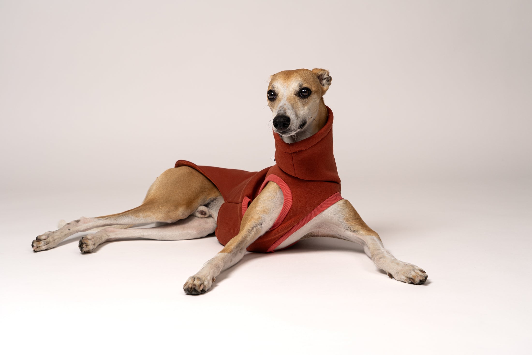 Sweatshirt für Windhunde in Terracotta – junger Whippet als Modell