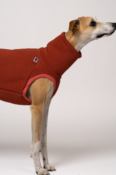Stylisch & gemütlich: Whippet trägt Long Shirt in Terracotta