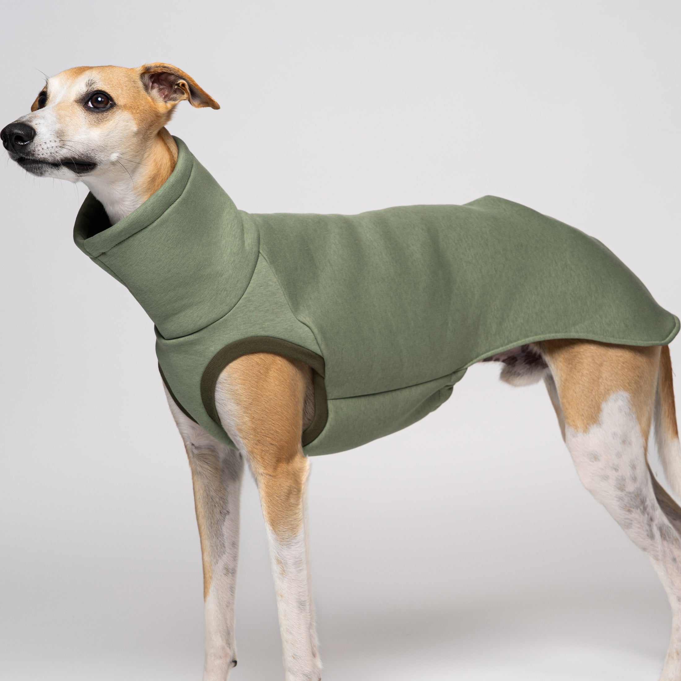 Whippet im Matcha Long Shirt – zarter Grünton auf weißem Hintergrund