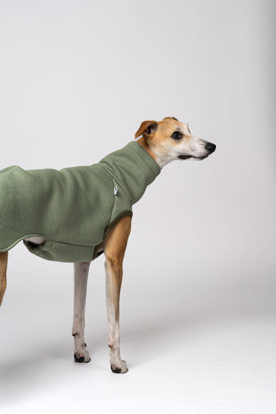 „Whippet im pastellgrünen Baumwollfleece – bequeme Kleidung für kalte Tage