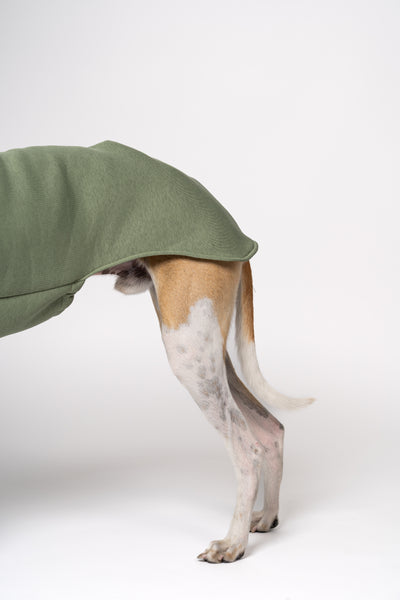 Nahaufnahme: Matcha Sweatshirt auf dem schlanken Körper eines Whippets