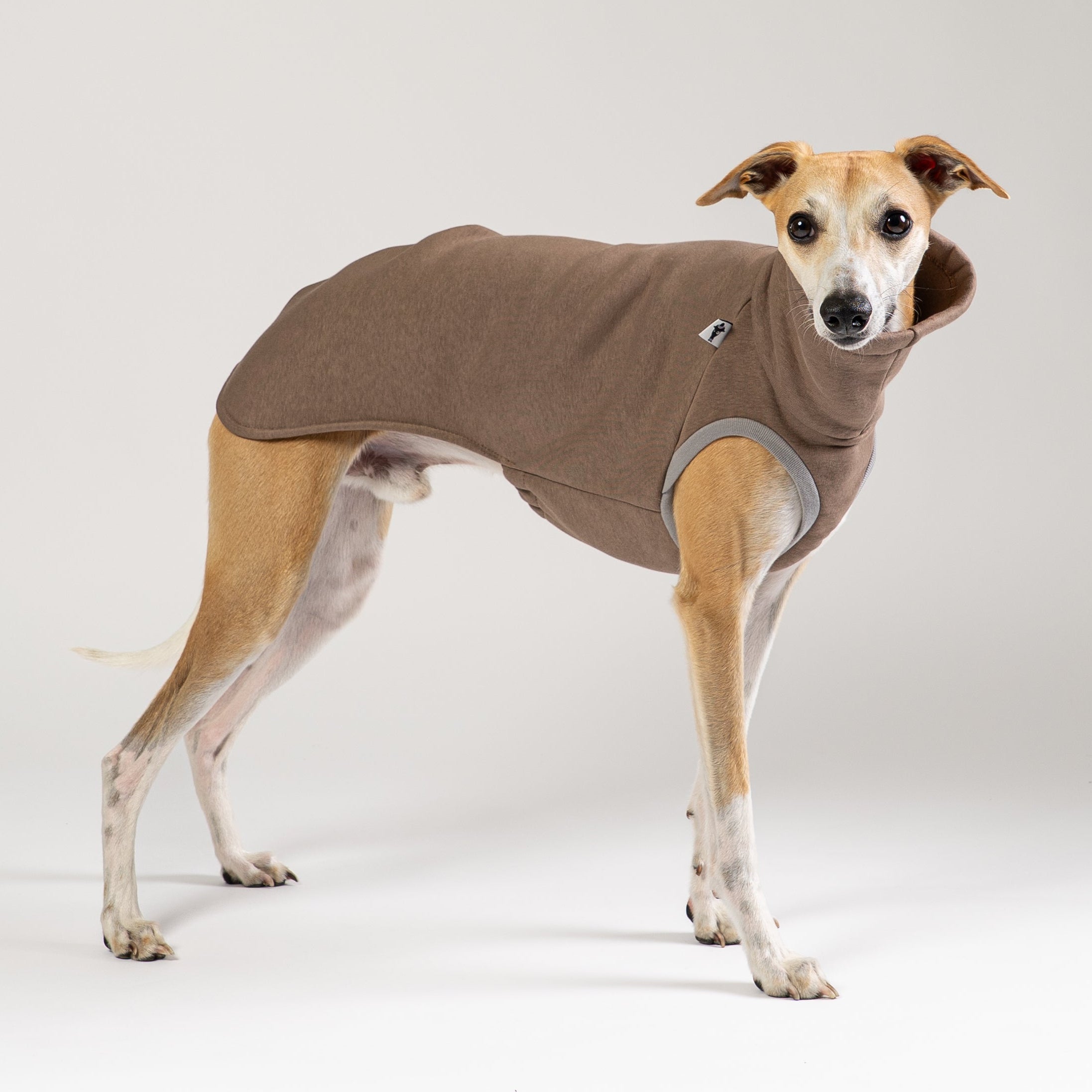 Whippet trägt einen schlichten, braunen Karma-Hund Pullover aus weichem, nachhaltigem Stoff.