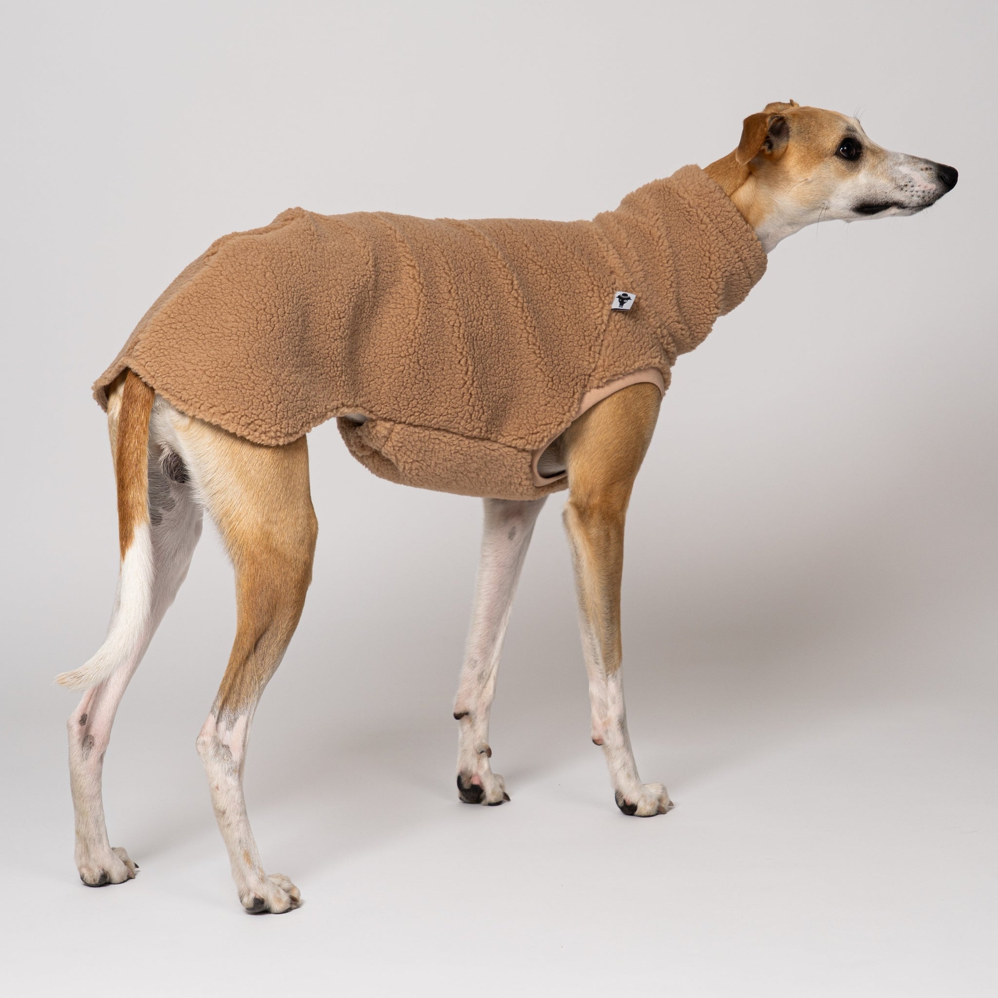 Whippet trägt Teddy-Fleece in Camel – extra weich und warm für Windhunde