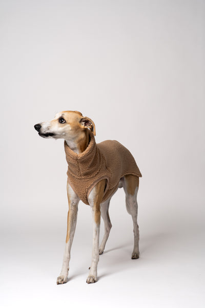Flauschiger Look: junger Whippet im Teddy-Shirt in Camel