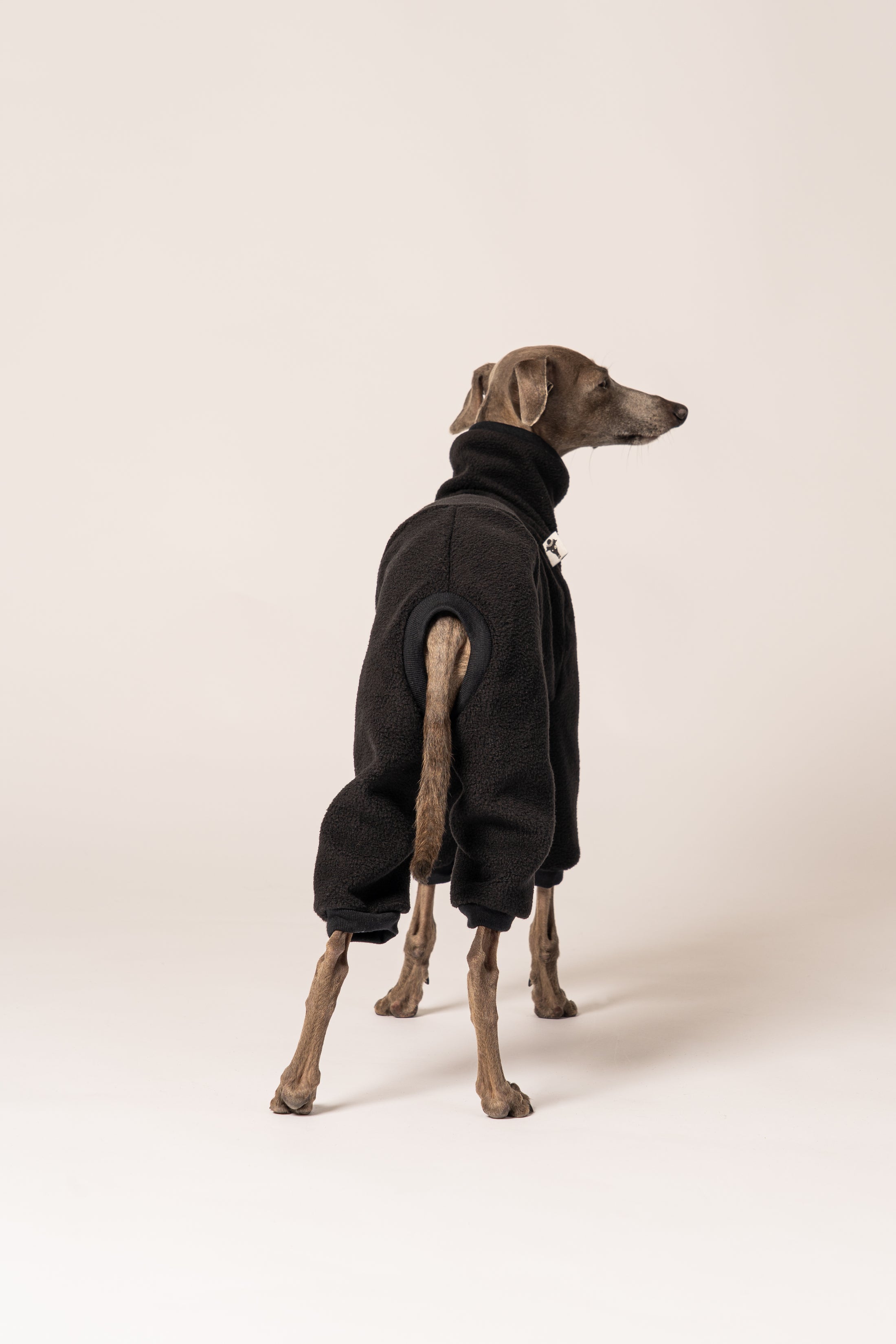 Italienisches Windspiel steht entspannt in Fleece Overall von Karma Hund