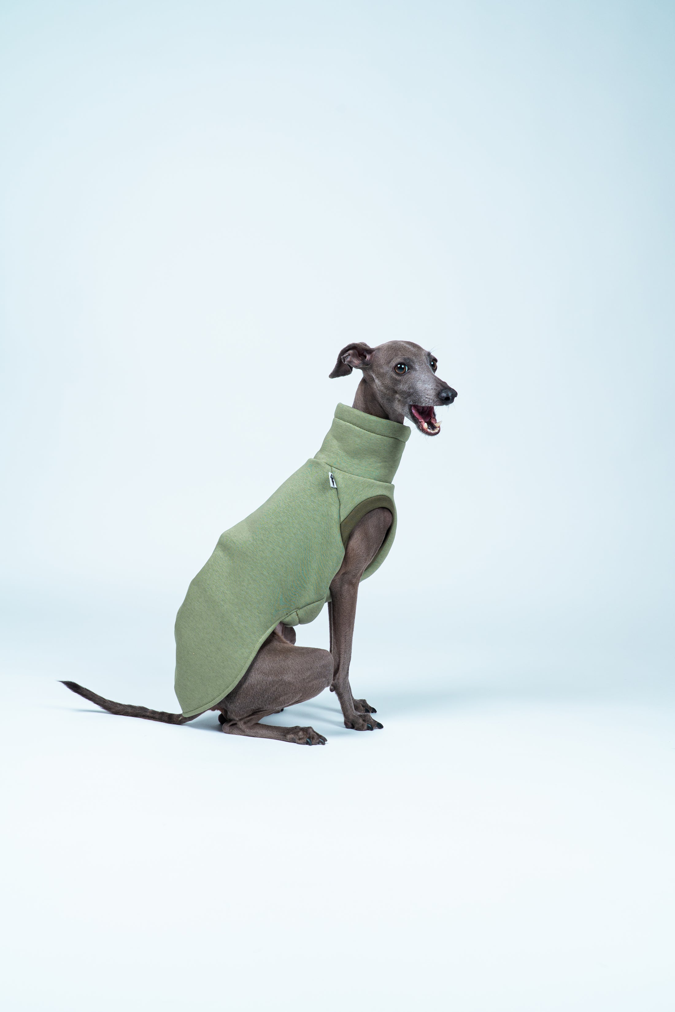 Matchagrünes Sweat Shirt für zierliche Windspiele – weich, elegant und funktional