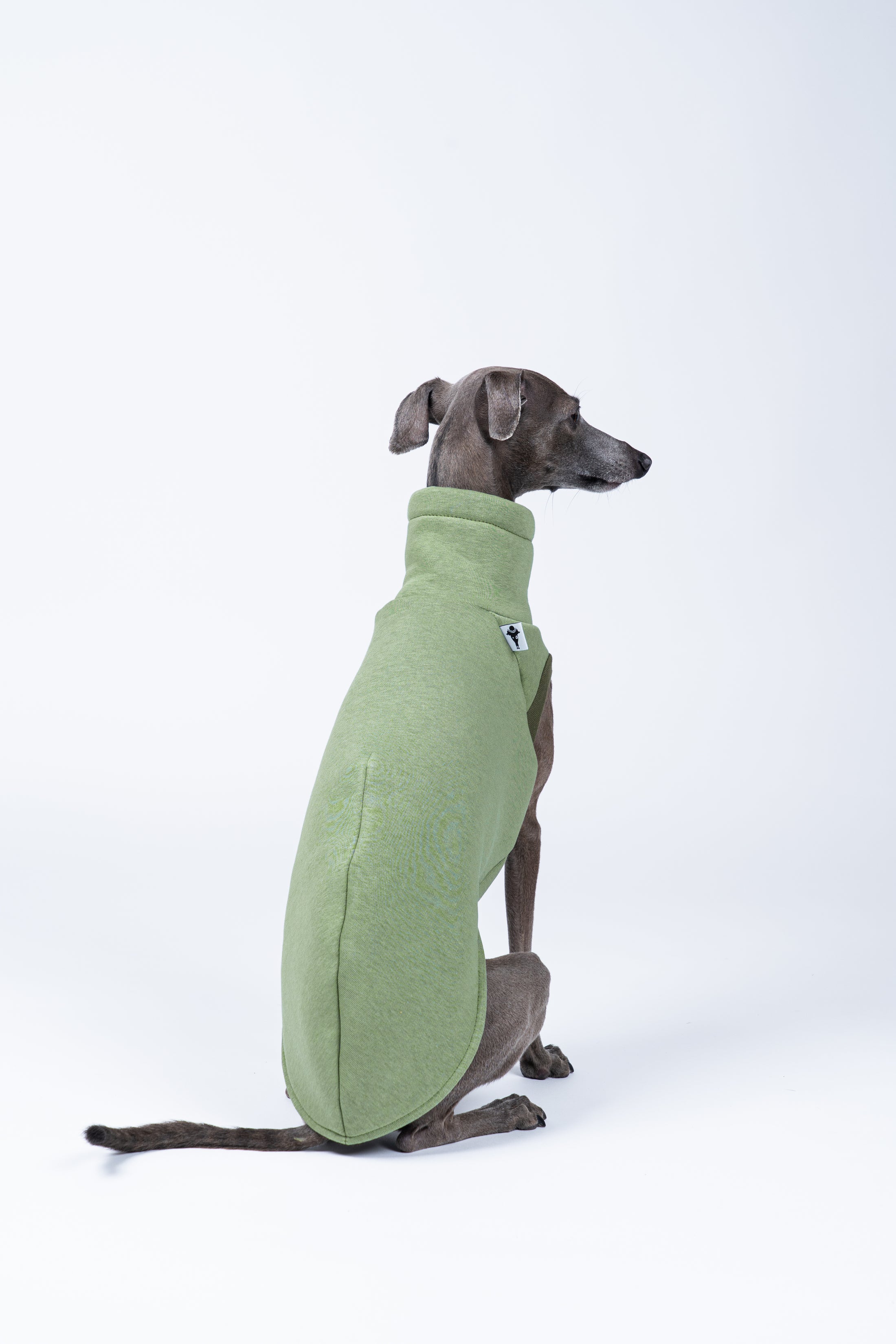 Ruhepose: Italienisches Windspiel ruht im Sweat Shirt – Matcha-Ton strahlt Wärme aus