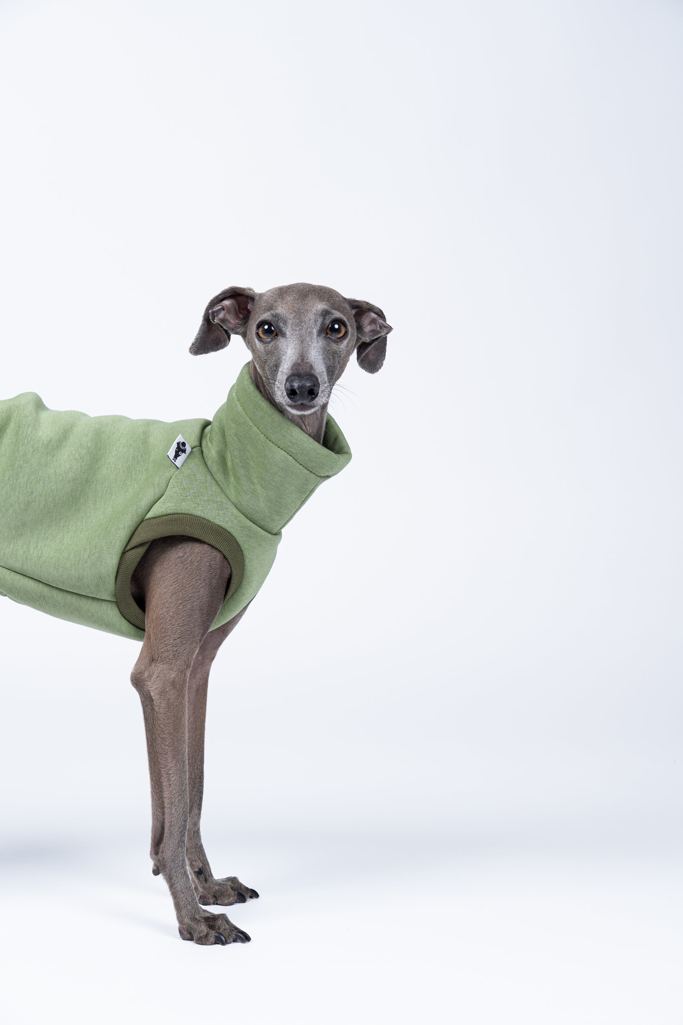 Windhundmode in Matcha – Sweat Shirt schützt Rücken und Brust bei zartem Körperbau