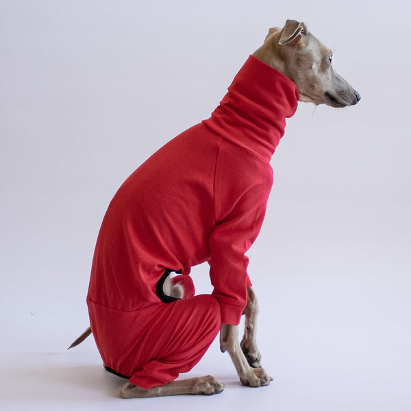 Italian greyhound pyjama